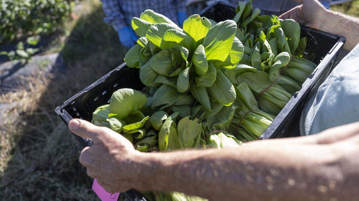 Steven Dambeck carries a box of bok choy on Oct. 6, 2025, as he collects fresh vegetables and fruit from small farmers in Marysville. Yuba and Sutter County crop reports show falling rice values but a spike in walnut prices. 