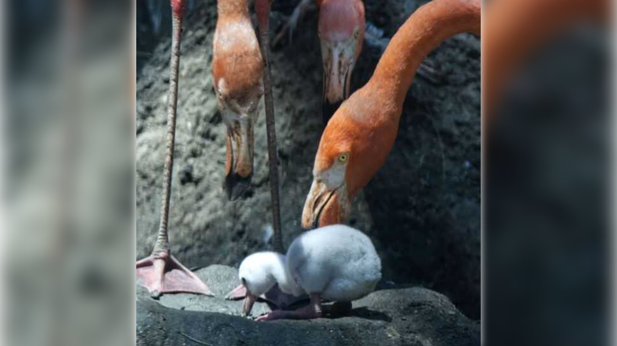 Adult flamingos surround a chick at the Sacramento Zoo. Four baby flamingos have hatched in the past month, as of July 10.