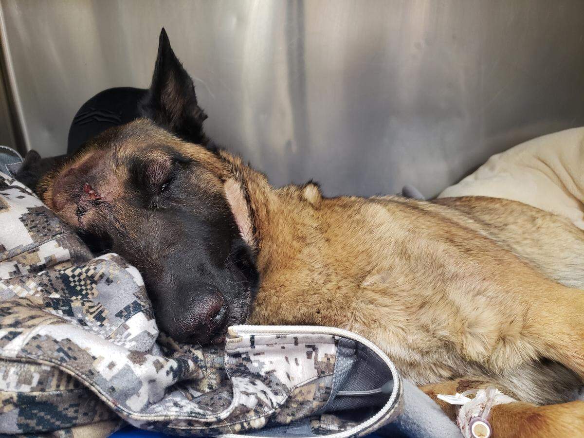 Eva, the 2 1/2-year-old Belgian Malinois was badly wounded fighting with a mountain lion that had just attacked her owner Erin Wilson as the pair were out for an afternoon stroll along the Trinity River on Monday. Eva is in stable condition but still at the emergency vet.