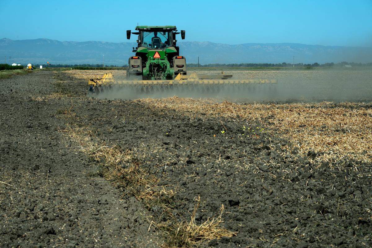 Carson Tibbitts discs his father George Tibbitts’ safflower field on Aug. 15 in preparation for flooding to restore a habitat for migratory birds passing through the state.
