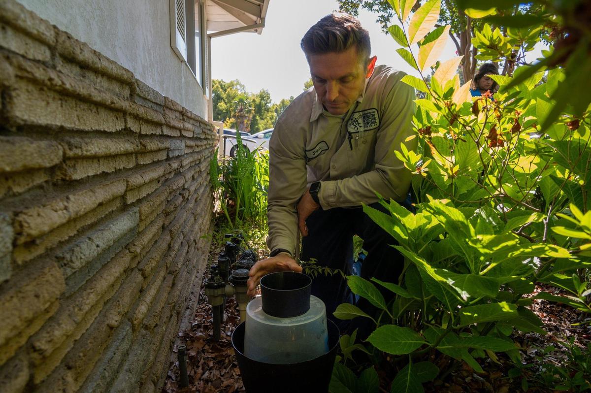 John Snell of the Sacramento-Yolo Mosquito and Vector Control District checks a mosquito trap in the front yard of a resident’s home in Elk Grove on July 14. The trap was set up to capture invasive mosquitoes in the region.