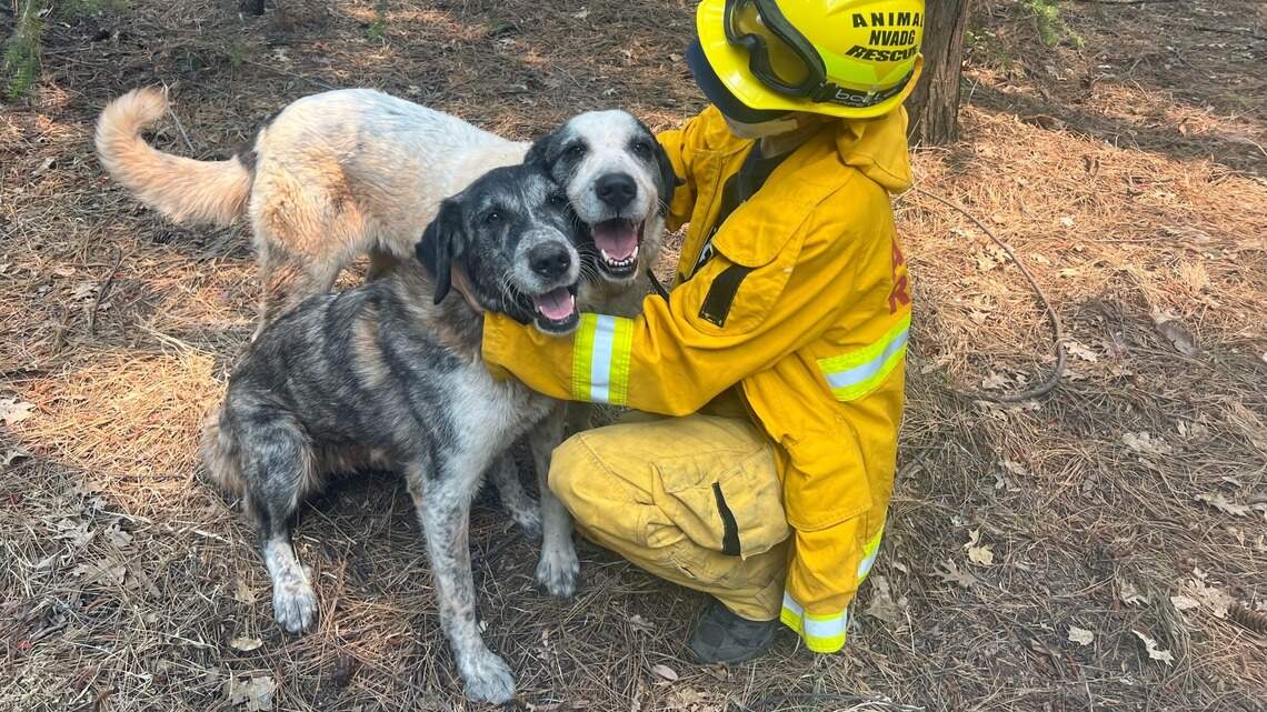 Wildfires pose health risks to pets in CA. Learn how to protect animals from smoke