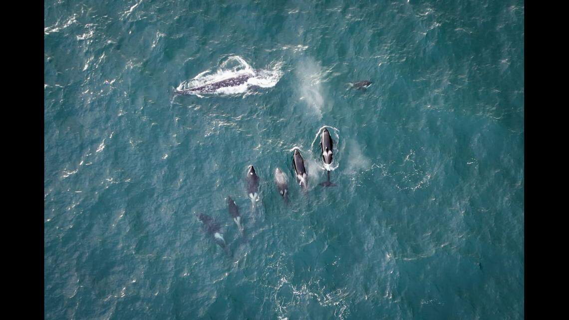 A photographer captured photos and video of an orca pod attacking a gray whale and its calf off the Oregon coast.