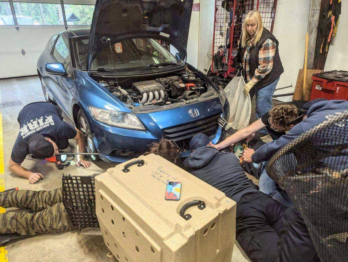 Firefighters from the El Dorado County Fire Protection District and the state Department of Fish and Wildlife work to free a marmot who got lodged inside the engine compartment of a Honda that drove from Yosemite National Park to Pollock Pines. State officials said the marmot would be returned to its native habitat.