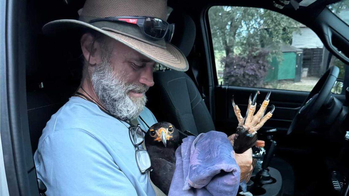 Mavro, an African black eagle, has been returned to West Coast Factory after being set loose during a break-in of the bird preservation facility.