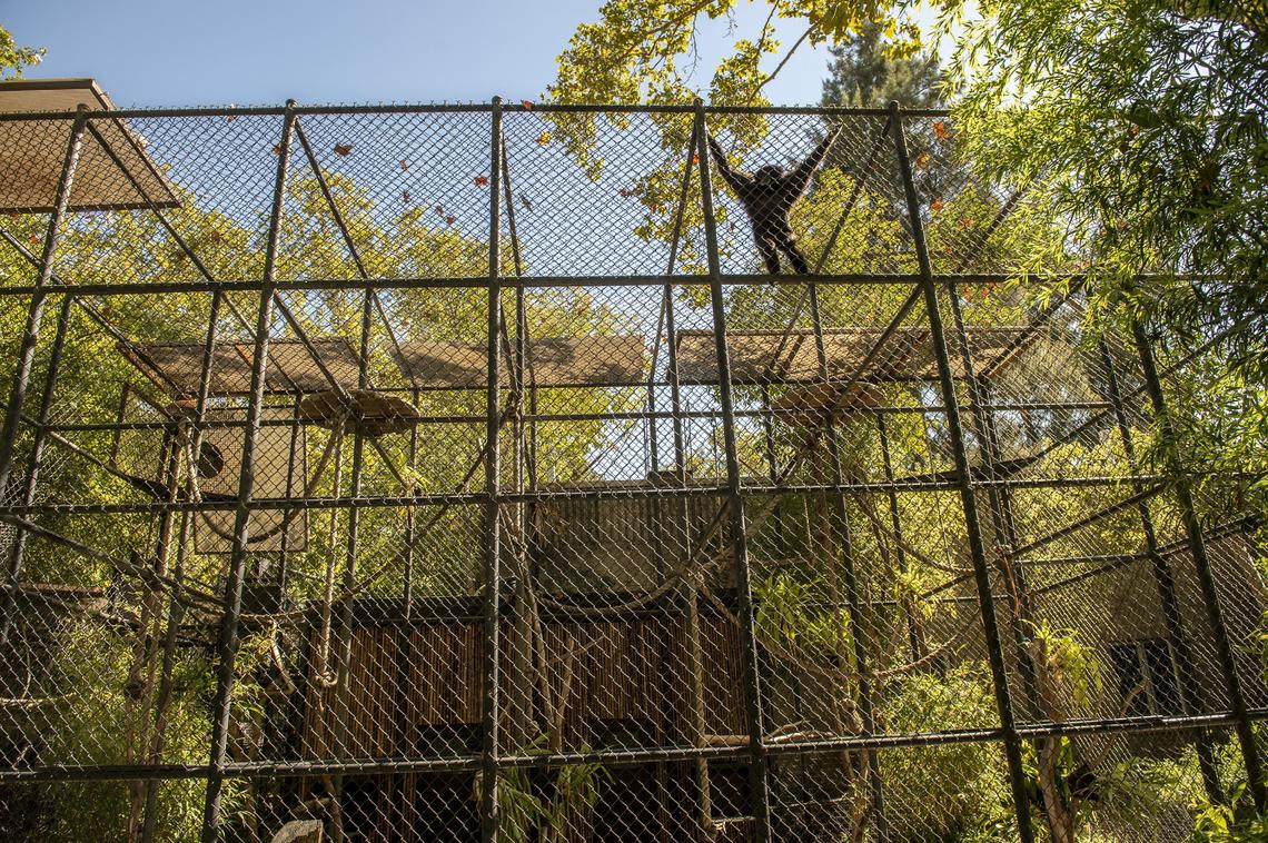 A gibbon clings to the edge of his enclosure at the Sacramento Zoo on Tuesday, Oct. 2, 2018. Zoo director Jason Jacobs said the exhibit is one of many made in the 1960s that needs to be updated.