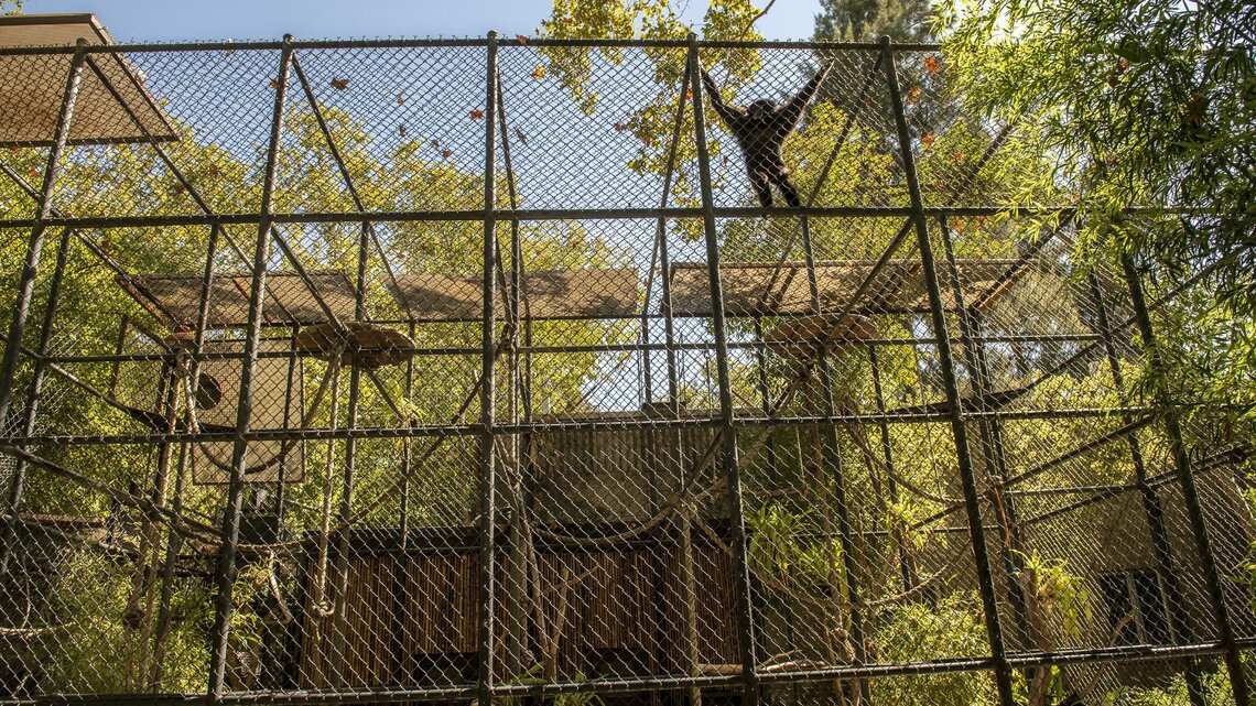 Sacramento Zoo animals are healthy, but some live in ‘jail-like’ enclosures, report says