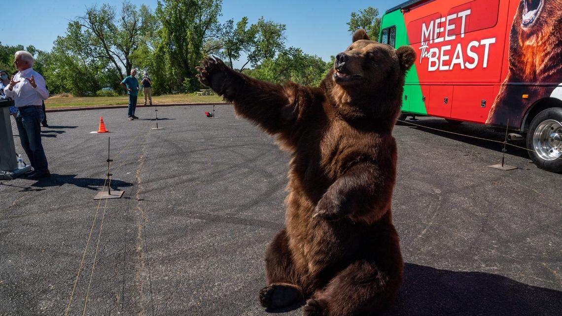 Recall election won’t save California’s Republican Party. Neither will beasts or bears