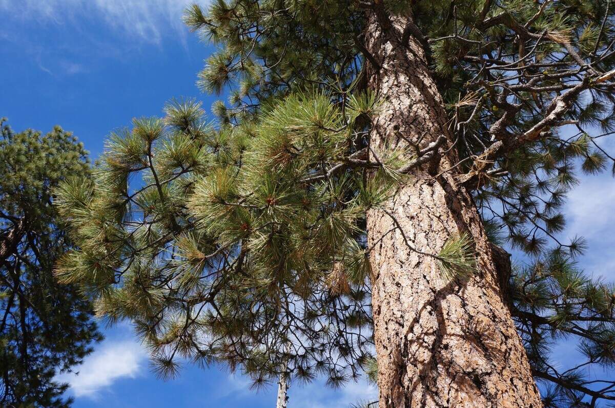 Jeffrey pine tree
