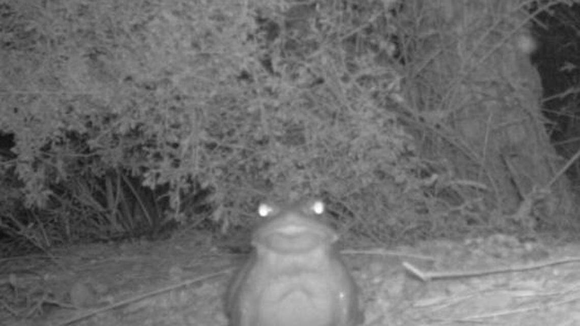 National Park Service officials warned against licking the Colorado River toad in hopes of hallucinating.