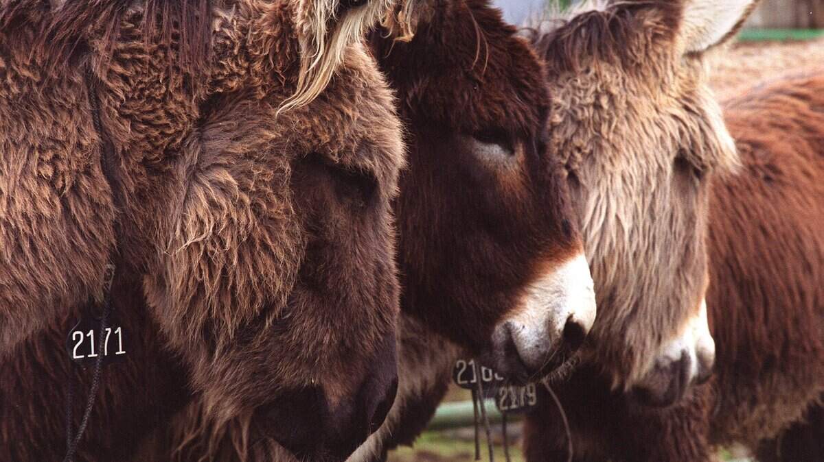 Burros and wild horses were auctioned at the Placer County fair grounds by the Bureau of Land Management in 2000.