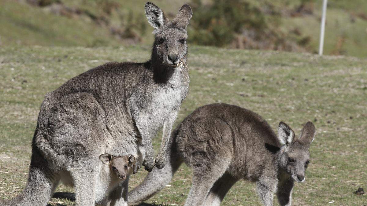 U.S. Rep. Salud Carbajal introduced a bill to ban the sale of kangaroo body parts in the United States.