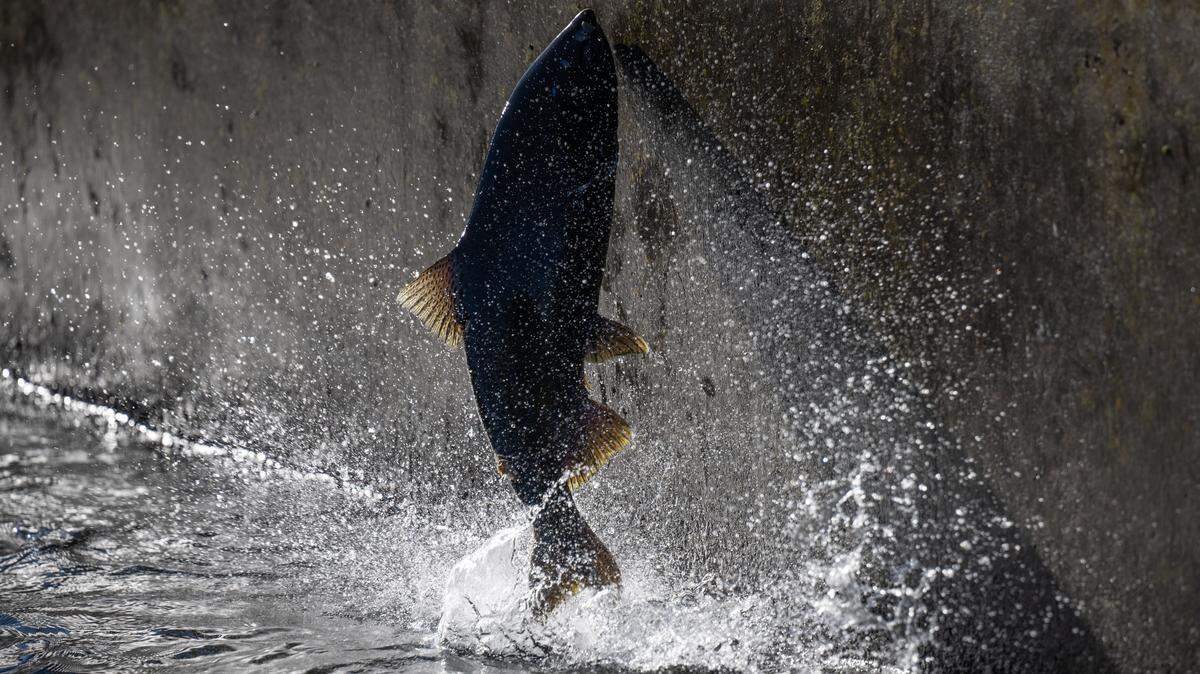 A Chinook salmon jumps out of the water on the fish ladder at the Nimbus Fish Hatchery on Tuesday, Dec. 3, 2024 in Sacramento. On Monday, Nov. 8, 2025, the National Marine Fisheries Service denied listing Chinook salmon as an endangered species.