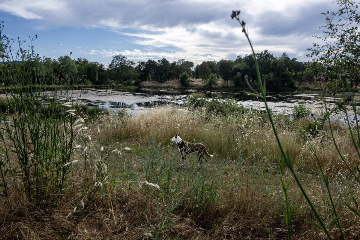 Buster roams through the backyard of Blue Ruby Farm in Browns Valley on Friday, June 5, 2026.