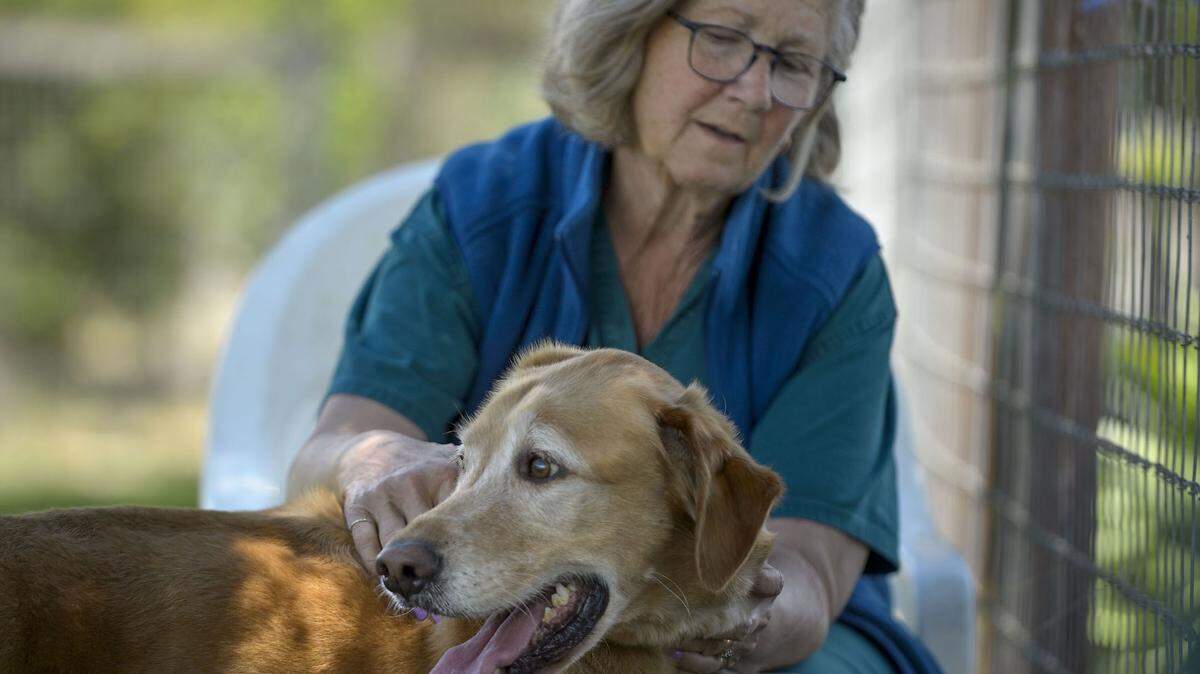 Homeward Bound Golden Retriever Rescue President Jody Jones pets Mojo, the golden retriever who was rescued from a house fire, at the Homeward Bound Golden Retriever Rescue in Elverta on Friday, June 9, 2017.