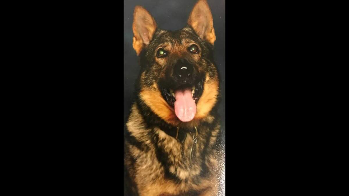 The California Highway Patrol on Tuesday announced the death of one of its special enforcement K9s. Andi, 5, died last month from complications during surgery.
