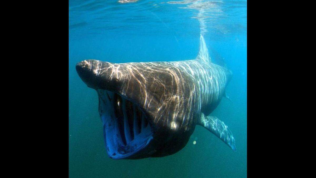 Basking sharks, which can grow to 33 feet, are mostly toothless sharks that feed on plankton.