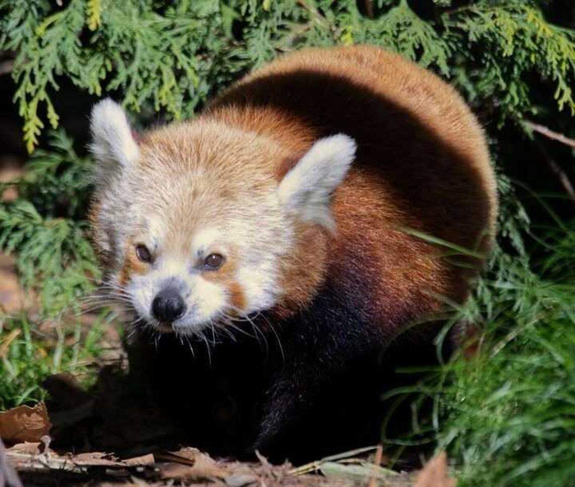 Pili, the Sacramento Zoo’s eldest red panda, was known by keepers for her strong preferences, including a fondness for grapes, zoo officials said. Pili was euthanized Friday, Jan. 16, 2026, after her health declined. She was 14.