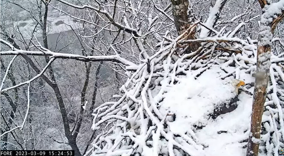 Bald eagles Liberty and Guardian took turns incubating their single egg through a snowstorm March 9 in Redding, California. Their egg will be ready to hatch around March 24.