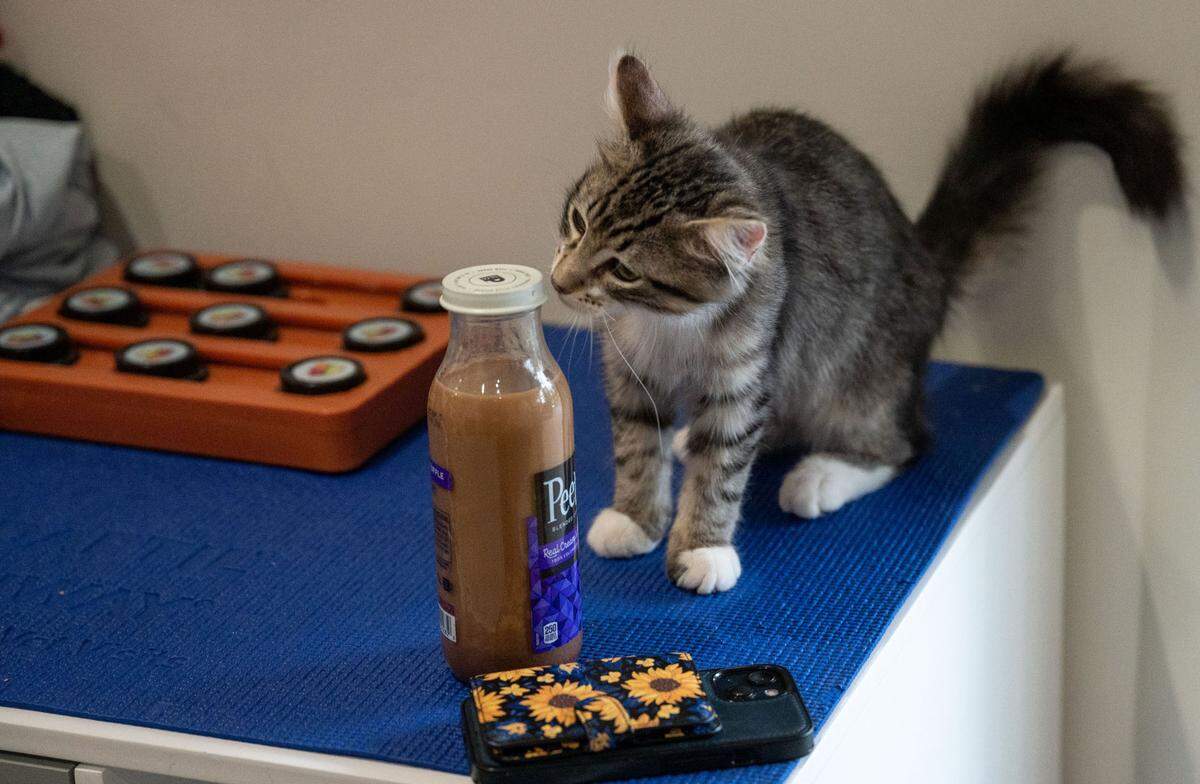 A kitten named Peter Pan rests sniffs a visitor’s drink at the Tabby Tea Cat Lounge & Adoption Center in Davis in December.