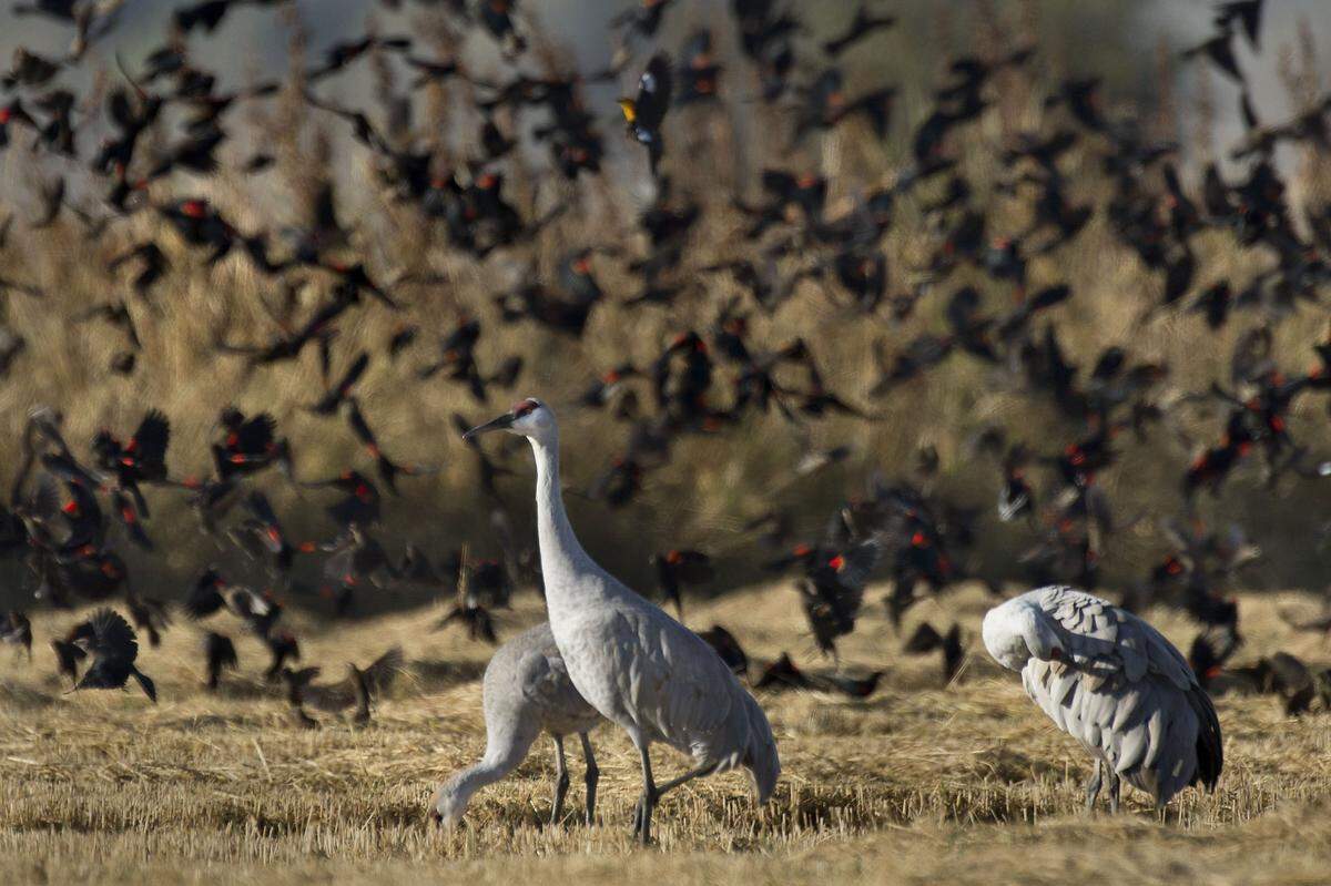 A flock of Red-winged blackbirds swirls around three Sandhill Cranes in the Cosumnes River Preserve on Oct. 31, 2013.