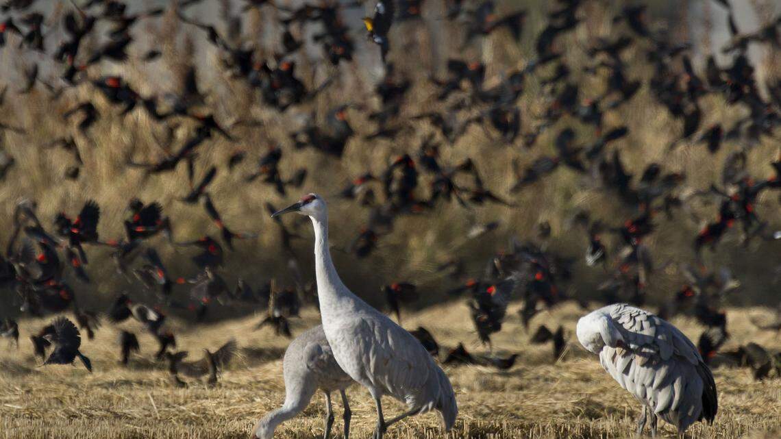 A flock of Red-winged blackbirds swirls around three Sandhill Cranes in the Cosumnes River Preserve on Oct. 31, 2013.