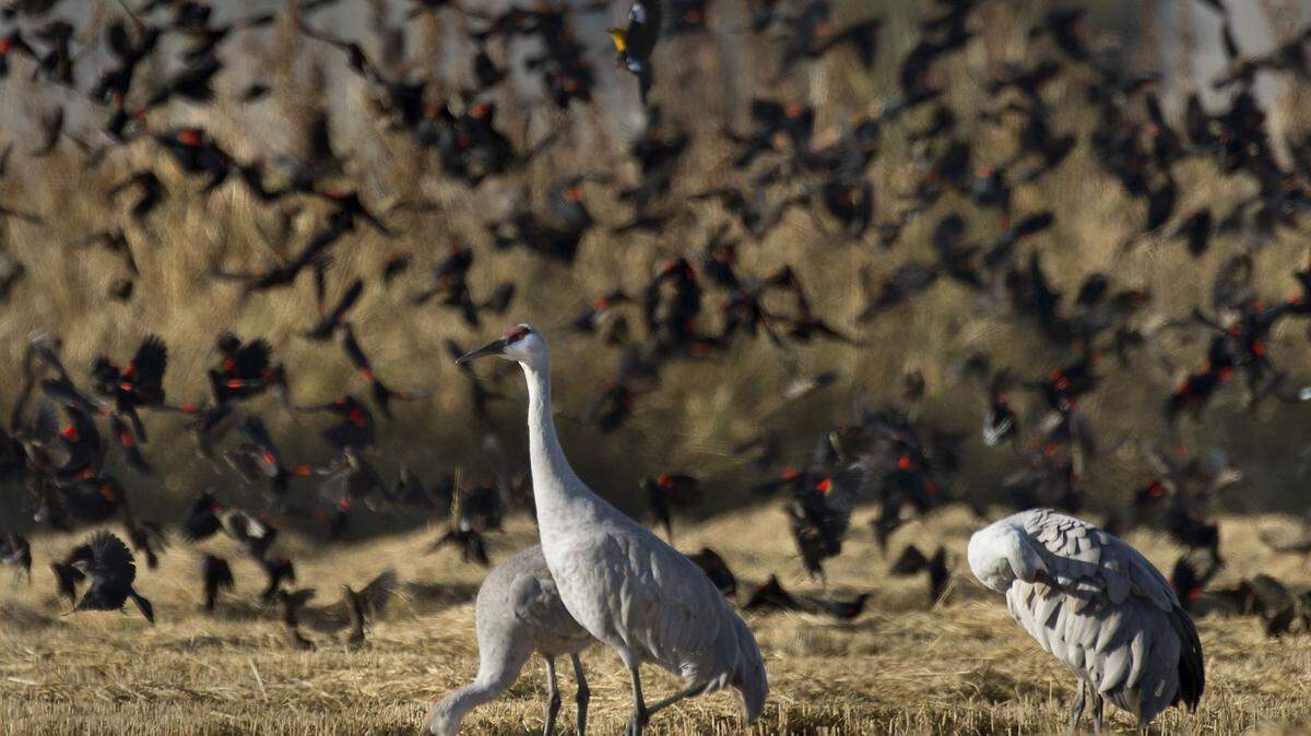 A flock of Red-winged blackbirds swirls around three Sandhill Cranes in the Cosumnes River Preserve on Oct. 31, 2013.
