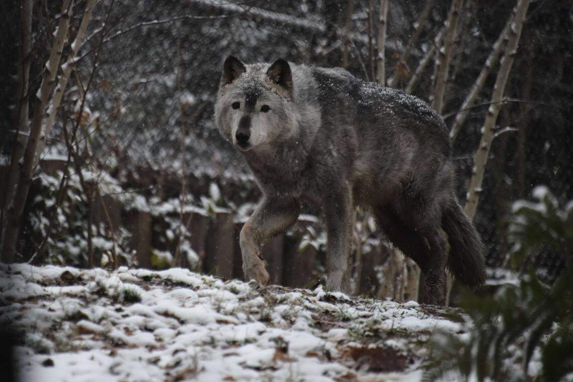 A gray wolf walks through falling snow at the Smithsonian’s National Zoo in Washington, D.C., in 2017. The Trump administration said this week it would not create a new federal recovery plan for gray wolves, a move that environmentalists say could lead to the removal of endangered species protections in California and other Western states.
