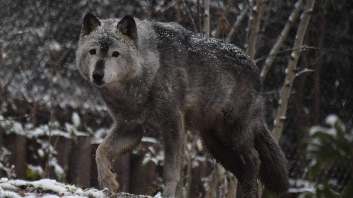 Gray wolves are making a comeback in all but one area of WA. Will that change?