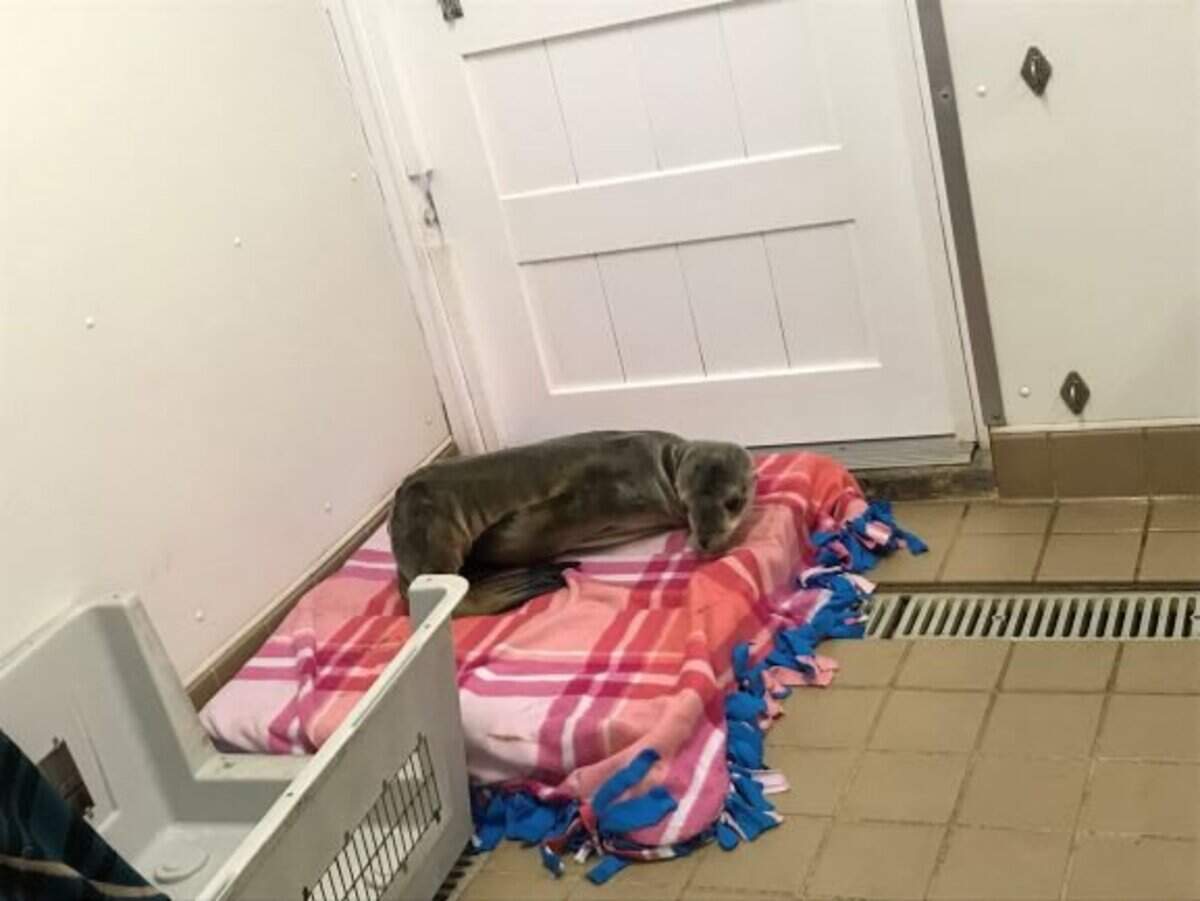 The pup is now in the care of the Pacific Marine Mammal Center.