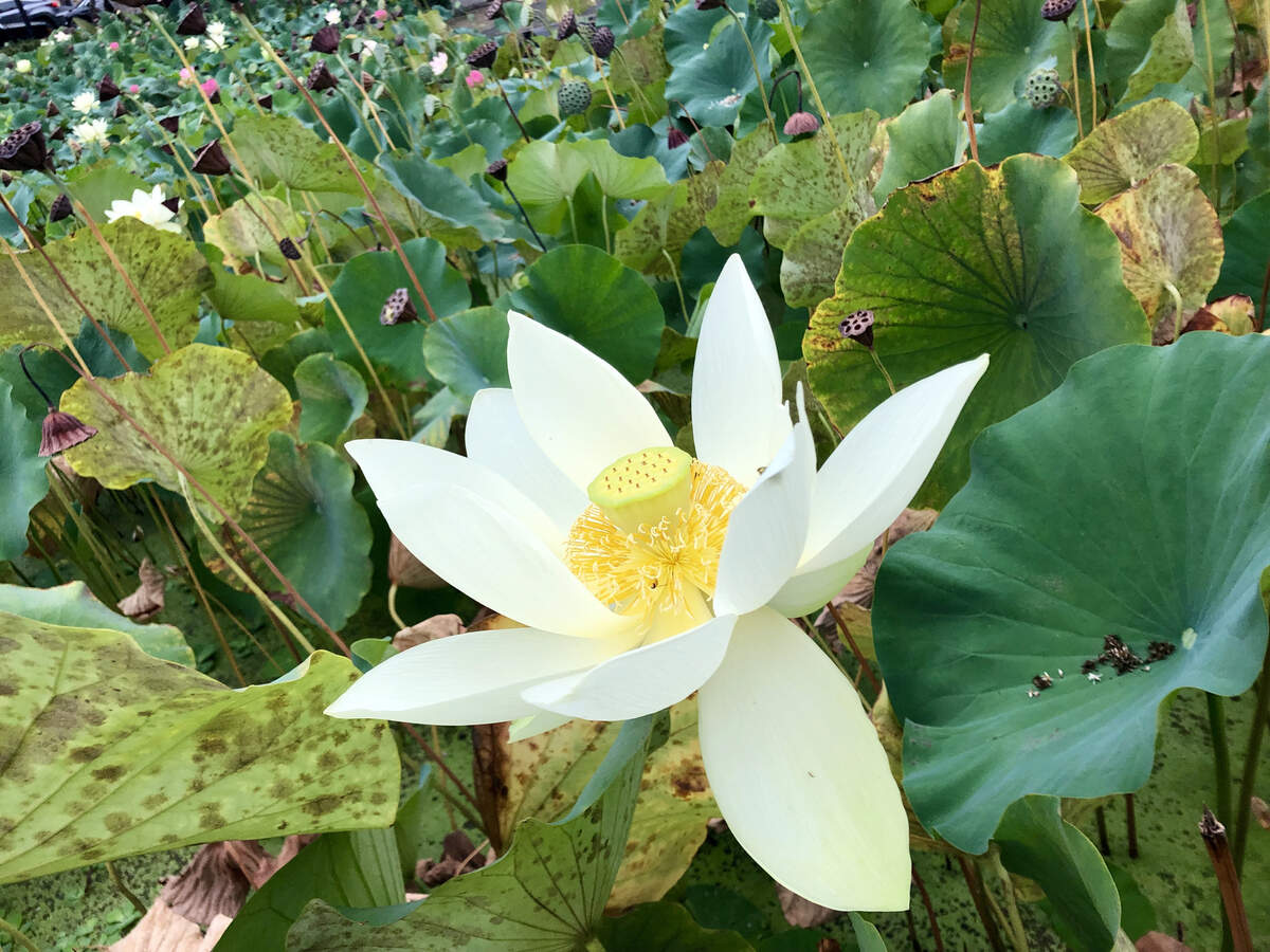 Lotus flowers are a gorgeous sight to behold.