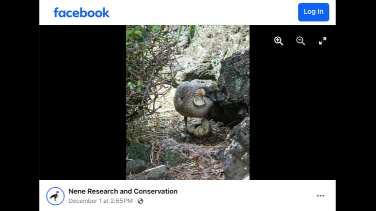 Two people watched as a dog they were walking trampled the nest of an endangered bird in Hawaii, officials said.