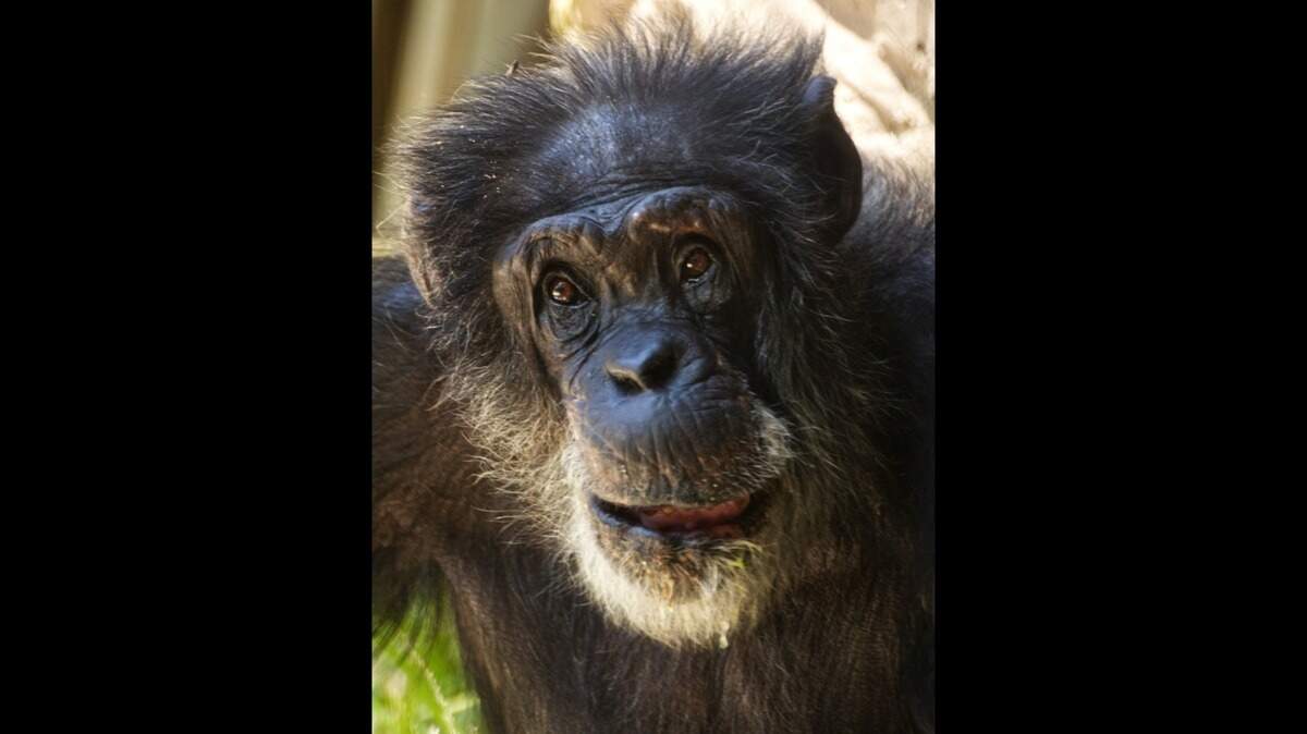 Joey the chimpanzee, 57, died at the Sacramento Zoo on Sunday May 30, 2021.