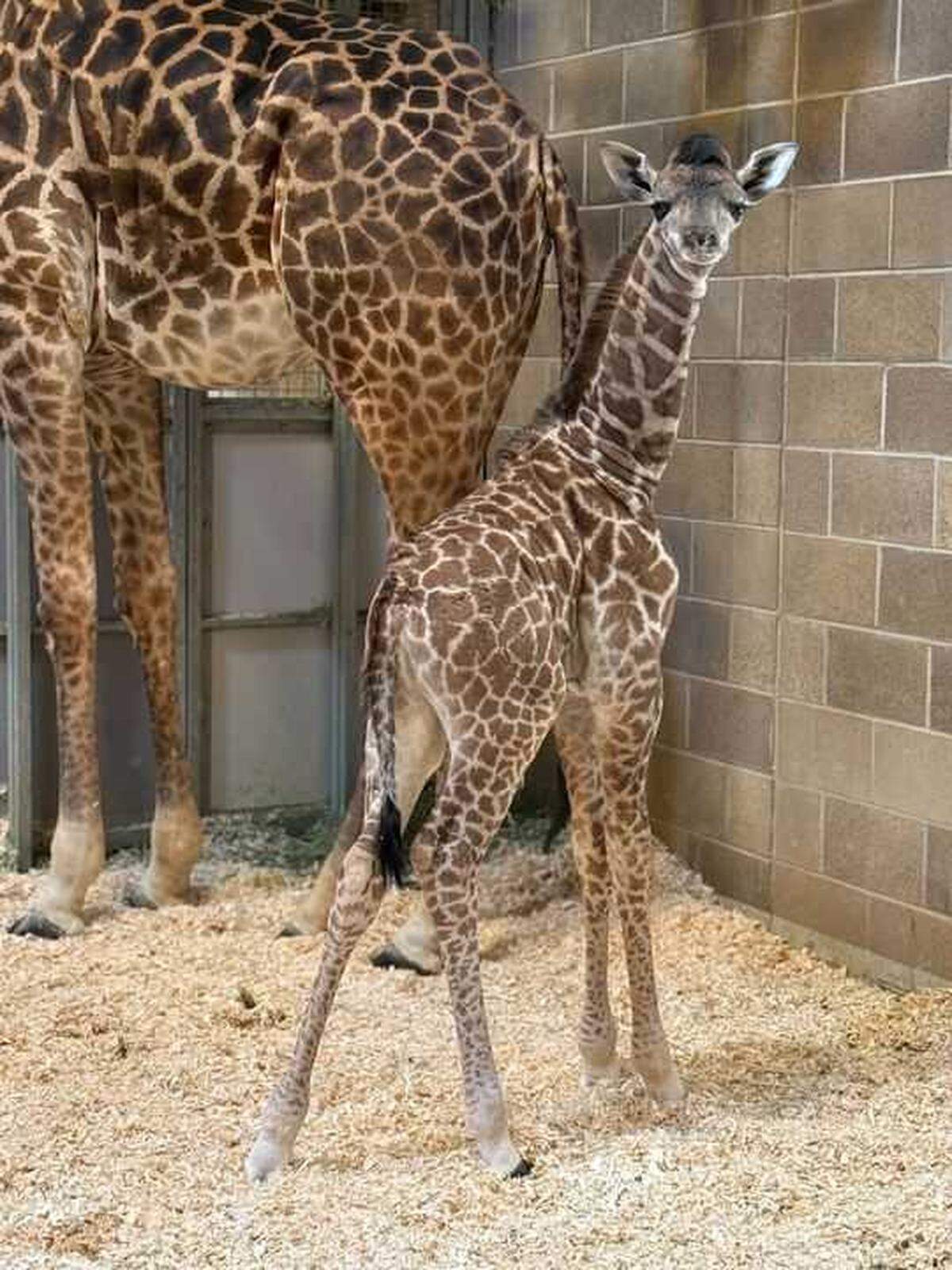 The Sacramento Zoo announced the birth of a new Masai giraffe calf on Monday, March 3, 2025. Amirah, a 2-year-old mammal, gave birth on Saturday, March 1.
