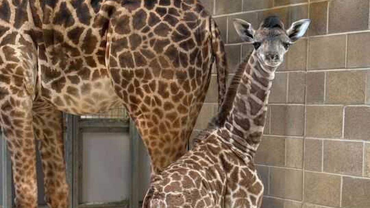 The Sacramento Zoo announced the birth of a Masai giraffe calf Monday. Amirah, who joined the zoo family in 2020, gave birth on Saturday.