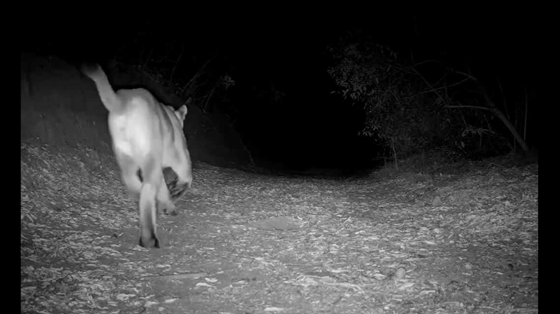 Trail camera video captures a mountain lion stalking a coyote in Orange County, California.
