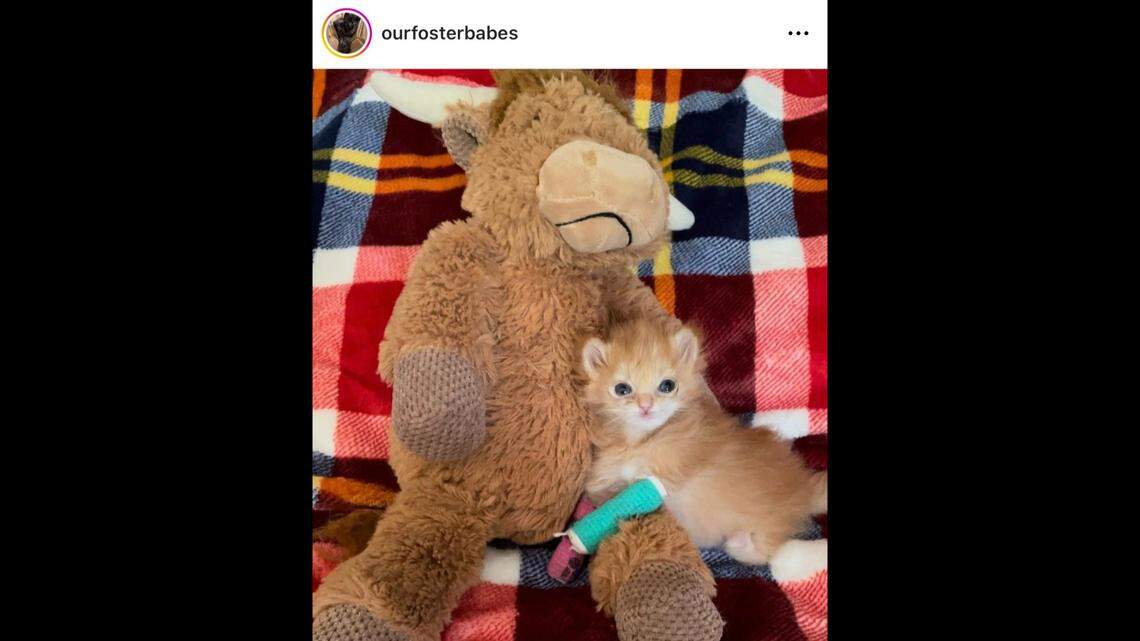 Tater Tot, the 5-week old kitten with leg deformities, has captured hearts on TikTok.