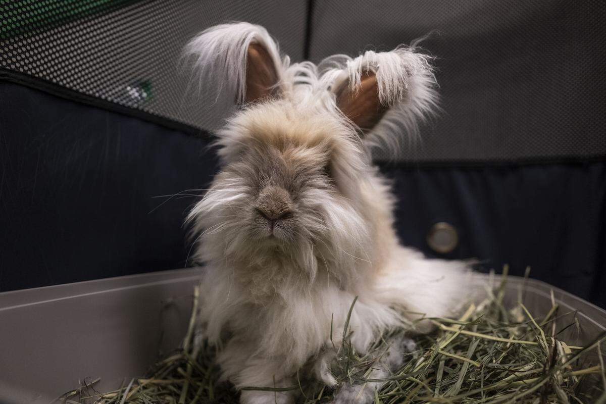 An English angora bunny that was rescued sits in a pen from Sacramento House Rabbit Society as he participates in Sacramento Region Community Foundation’s annual Big Day of Giving in Sacramento on Thursday.