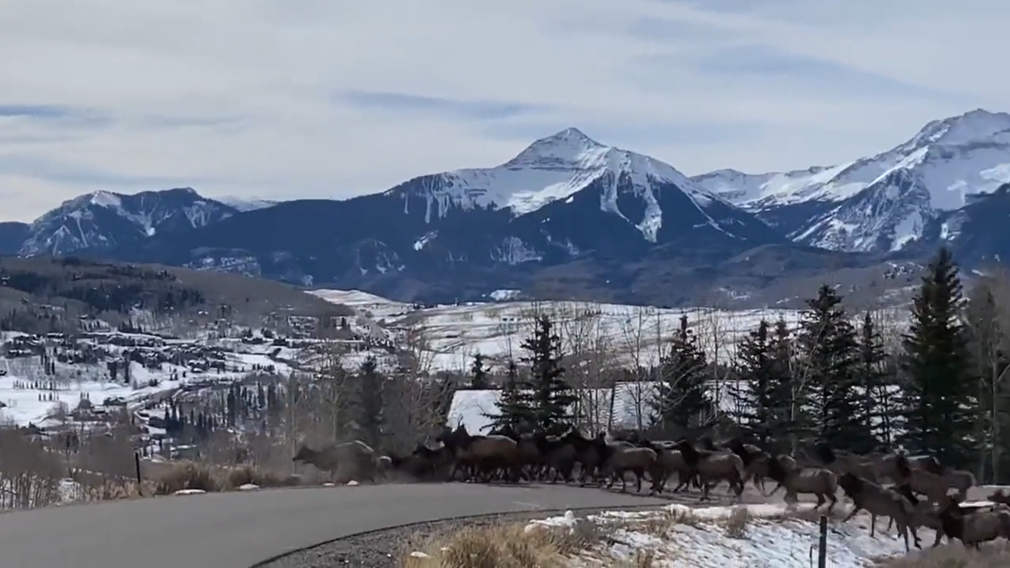 A massive herd of elk trampled across a Colorado highway in a captivating display of how active the species is during mating season.