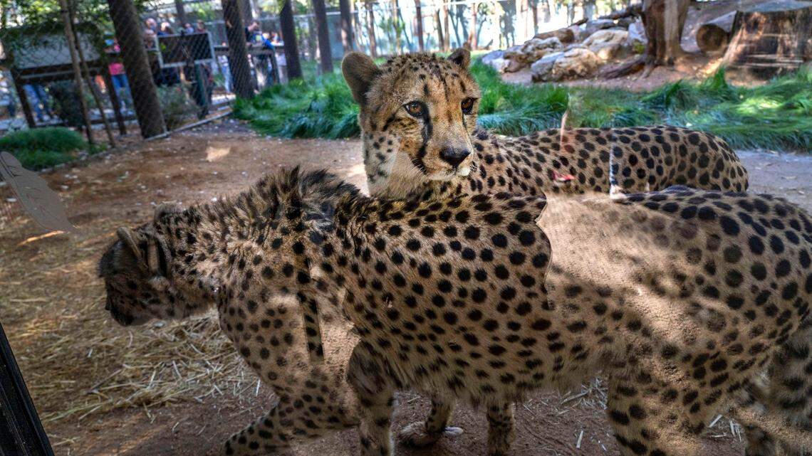 How Elk Grove is trying to land a Sacramento landmark to build the ‘future of zoos’