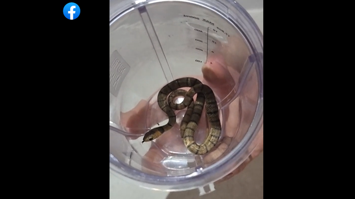 A woman in Australia found this snake in her dog’s mouth and pulled it out. It was a venomous eastern brown snake and she was bitten, according to a snake catcher.