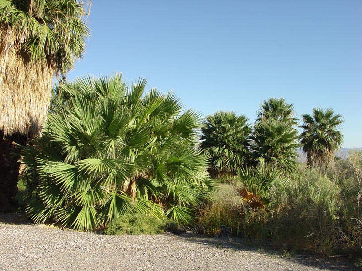 The California fan palm, or Washingtonia filifera.