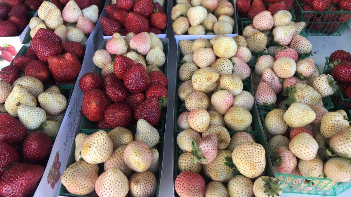 White strawberries for 4th of July? Thanks, but I’ll stick with red | Opinion