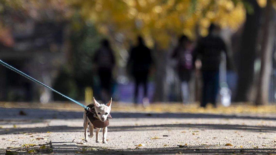 A dog walks with its owner under the fall colors at McKinley Park on Friday, Nov 27, 2020 in Sacramento. Dogs must be on a leash in public areas, according to Sacramento law.