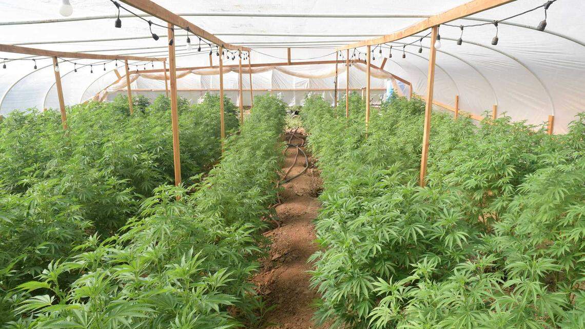 Investigators seized nearly 3,000 marijuana plants and more than 58 pounds of processed marijuana with an estimated value of over $3.4 million at four illegal outdoor and indoor cultivation sites on June 9 and June 11, 2021 in Calaveras County, California.