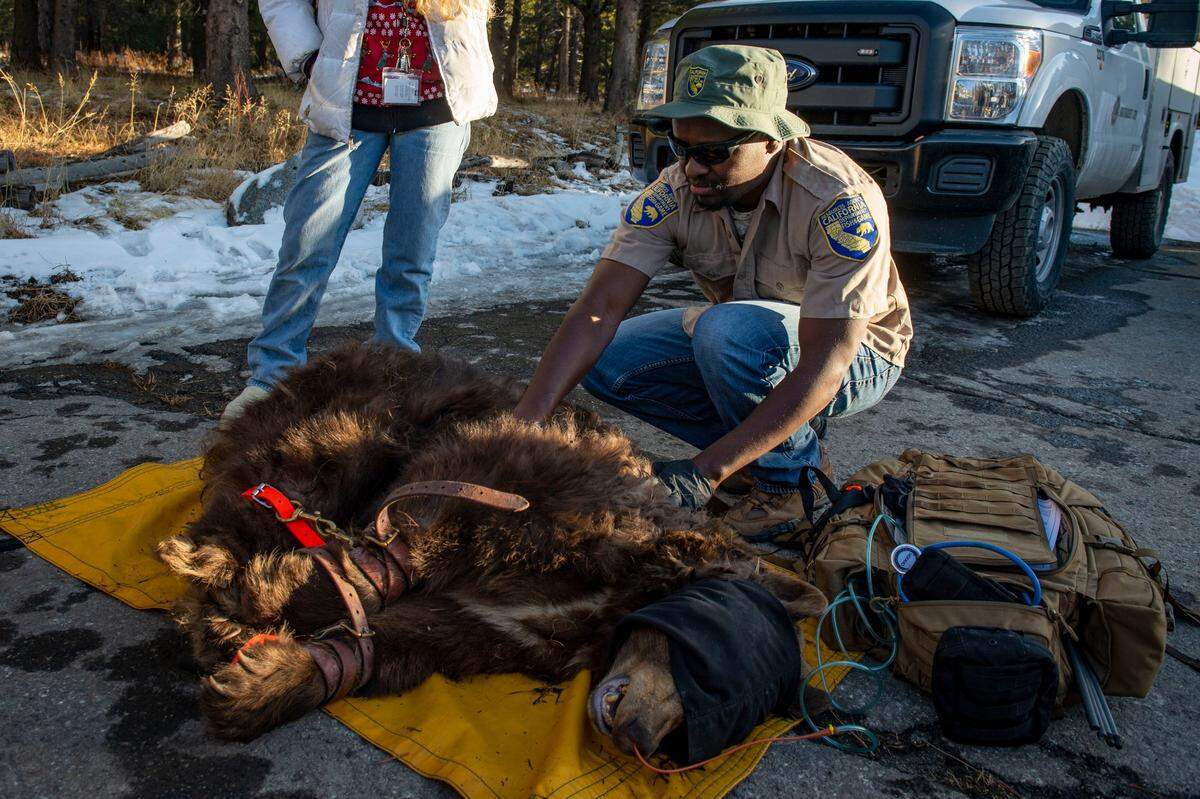David Mollel, an environmental scientist for the California Department of Fish and Wildlife, checks on an injured bear in 2019, after he tranquilized it for transport to a vet. The bear had been reported laying in a South Lake Tahoe field for two days and was unable to stand up.