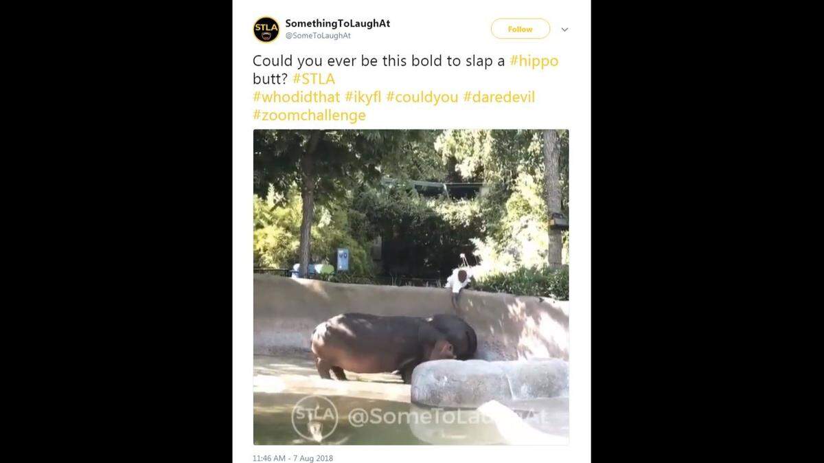 A viral online video of a man creeping up to two hippos at the Los Angeles Zoo and slapping one on the rear end has prompted an investigation, police say. Zoo officials warn the stunt’s incredibly dangerous.