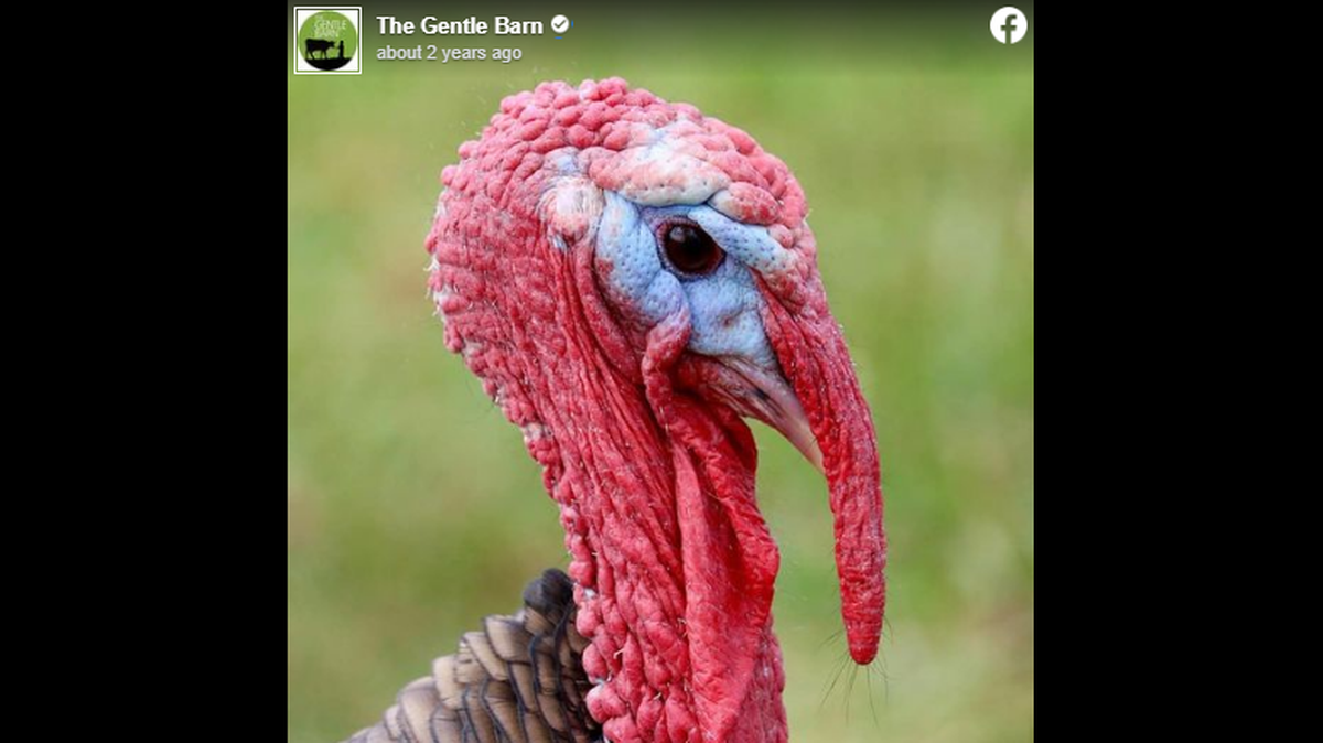 Turkeys are affectionate, The Gentle Barn says, and for $25, visitors can spend 90 minutes hugging one, feeding it treats, and getting to know its “dynamic” personality.