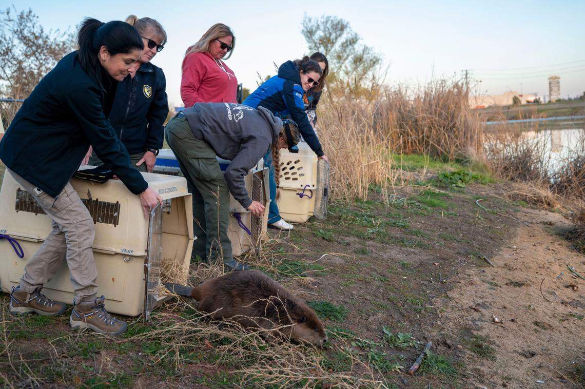 Members of Fish and Wildlife’s Office of Spill Prevention and Response and UC Davis’ Oiled Wildlife Care Network release beavers Thursday that have been rehabilitated following an diesel spill incident at Tanzanite Pond in Norfth Natomas.