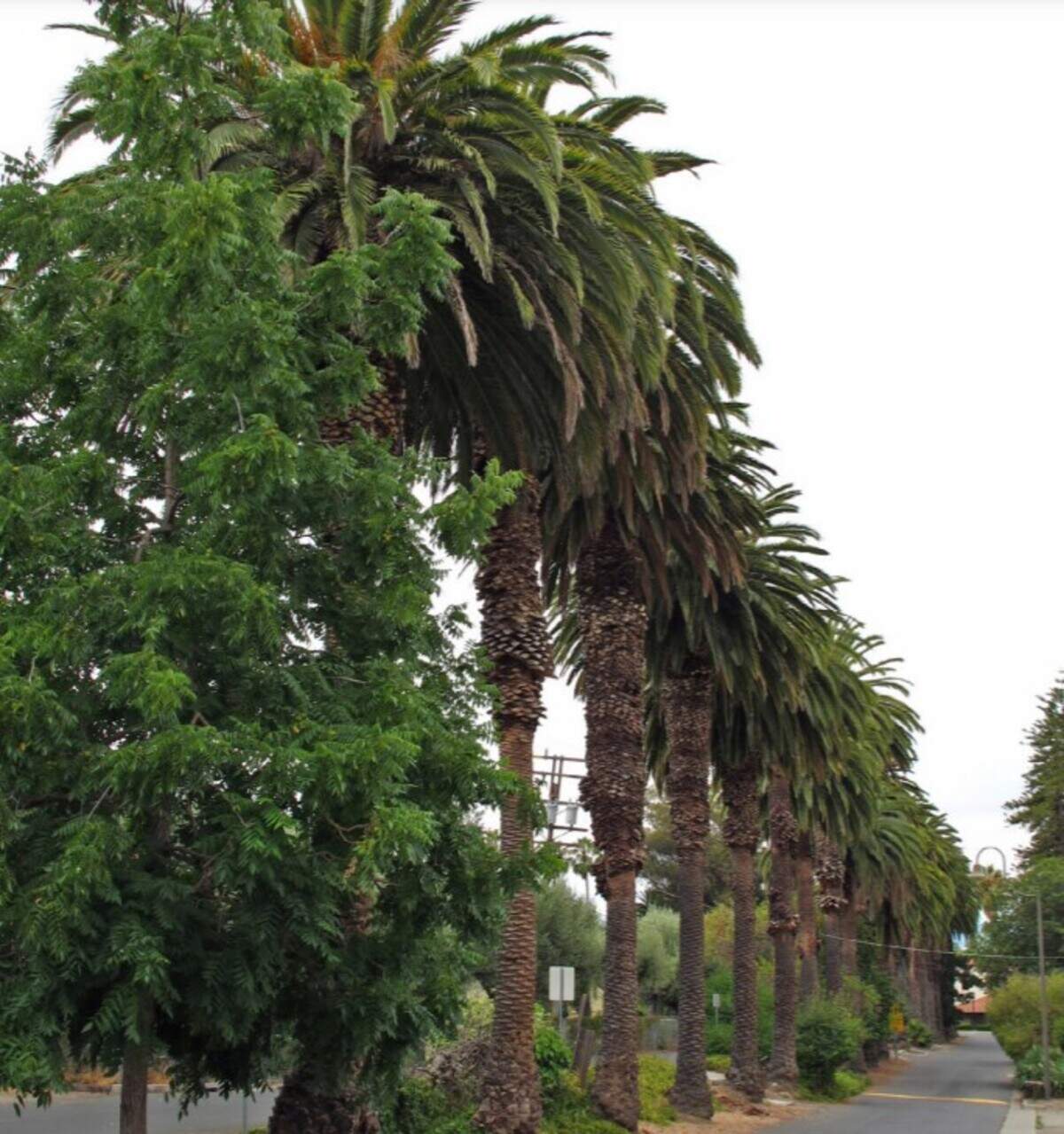 Canary island date palm tree